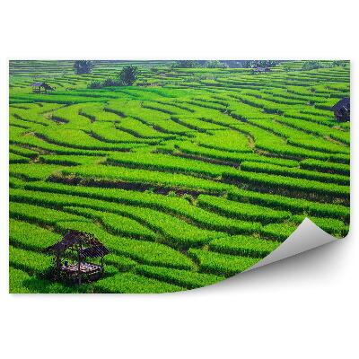 Fototapeta na stenu Ryžové Terasy Zelené Polia Drevené Domy