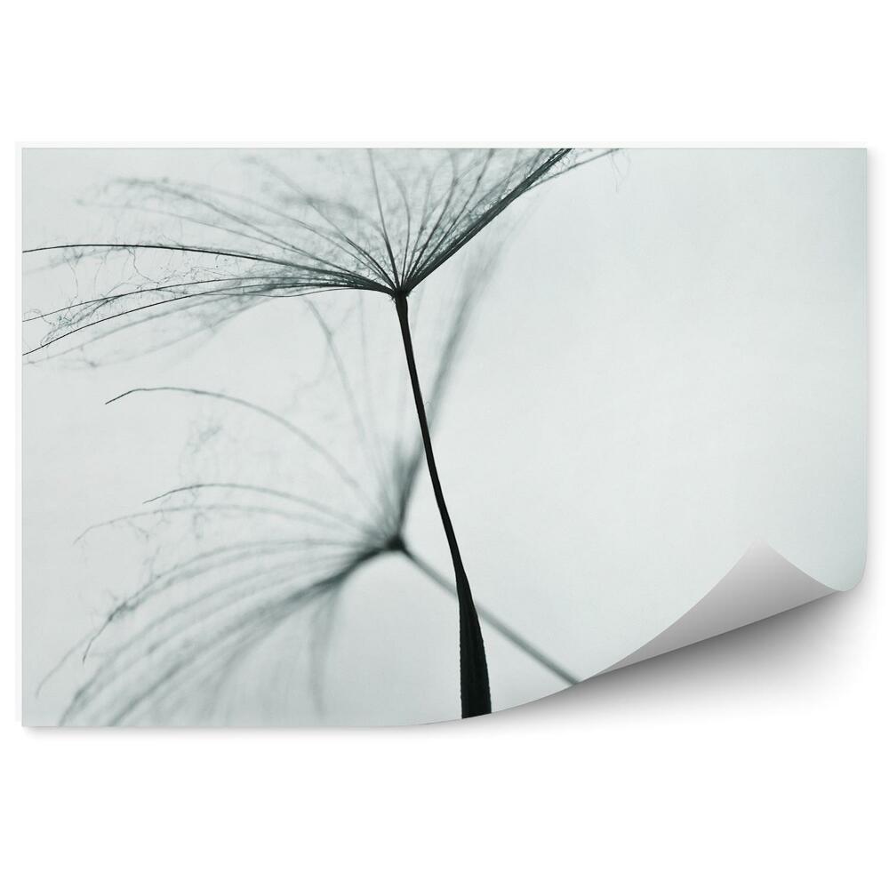 Fototapeta na stenu Semenáčiky Kvetov Púchovca