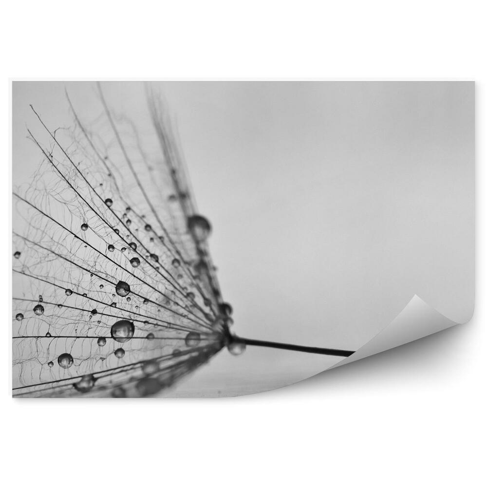 Fototapeta Púpava Rosička