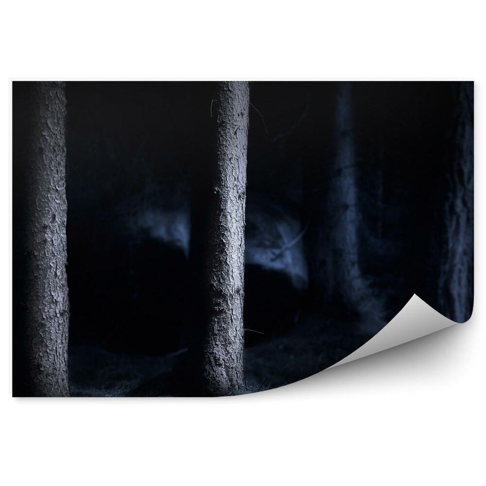 Fototapeta na stenu Les v noci