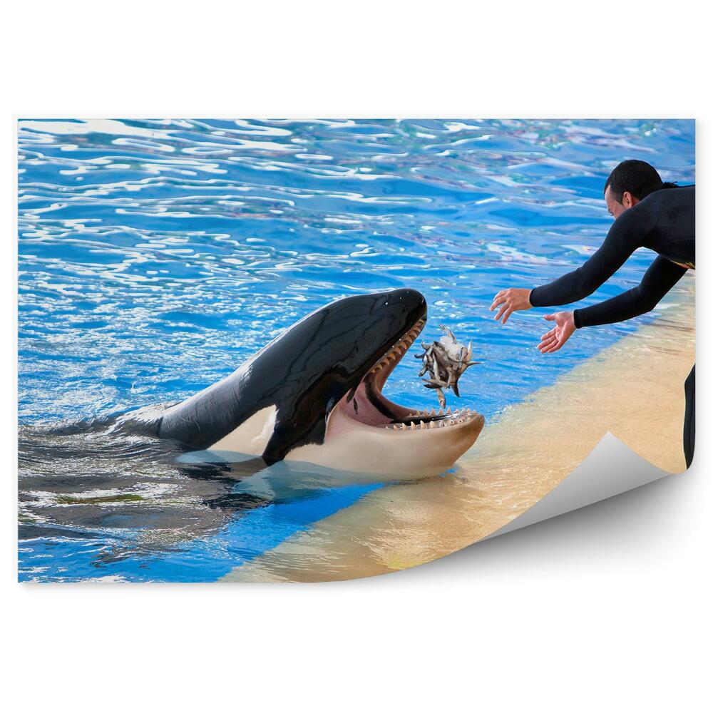 Fototapeta Kŕmenie kosatiek Loro park Tenerife