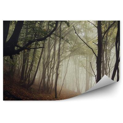 Fototapeta Cesta tmavý les jeseň