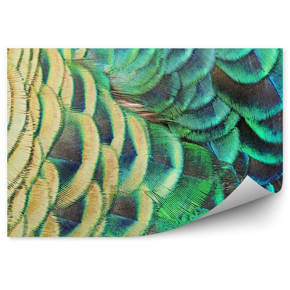 Fototapeta na stenu Zelené pávie perá