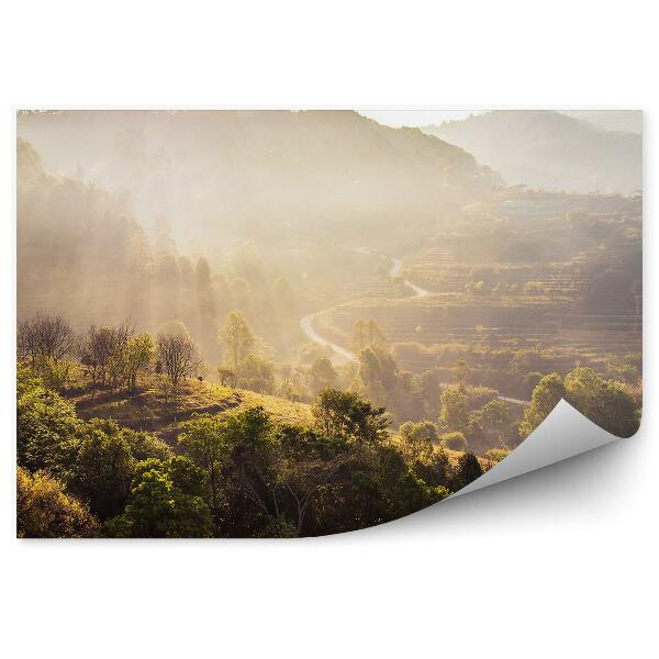 Fototapeta Pohľad na les stromy slnečné lúče