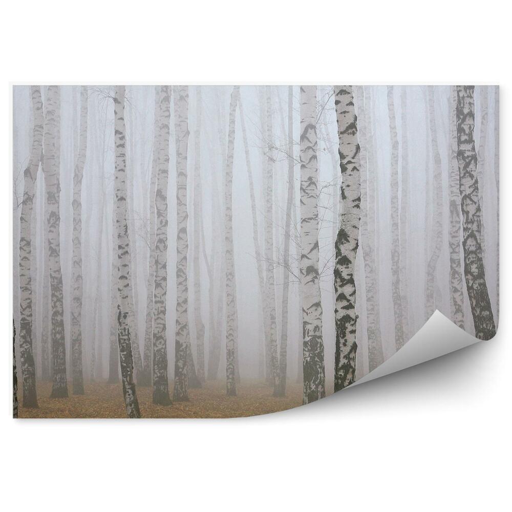 Fototapeta Zimný brezový les