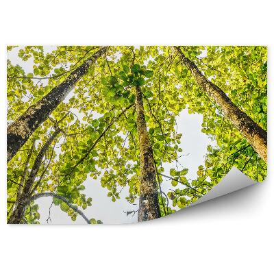 Fototapeta Tropický les v Thajsku