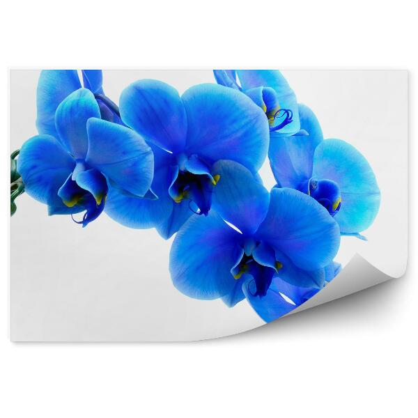Fototapeta Modrý Kvet Orchidey