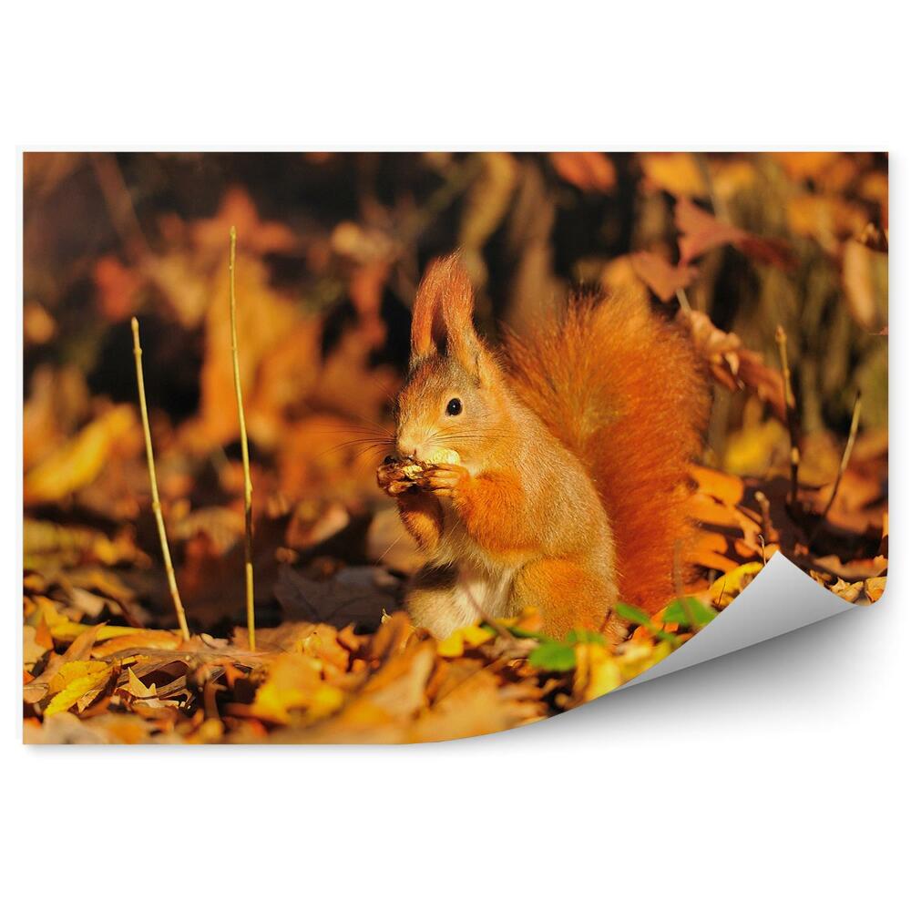 Fototapeta Veverica arašidová jesenné lístie