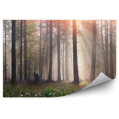 Fototapeta na stenu Kvety na poľane stromov hmla svetlo žiara