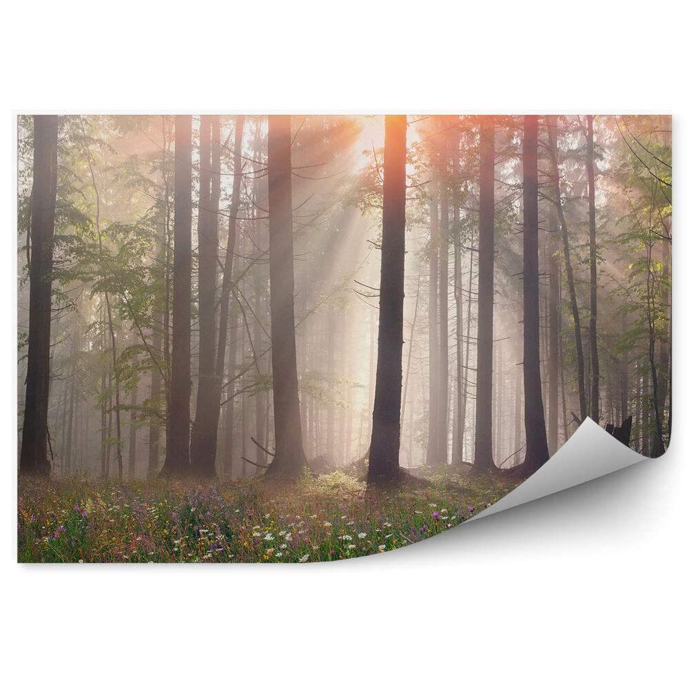 Fototapeta Lesná hmla tráva stromy poľana