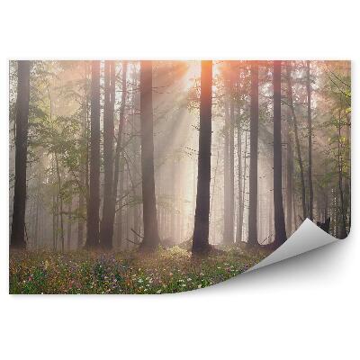 Fototapeta Lesná hmla tráva stromy poľana