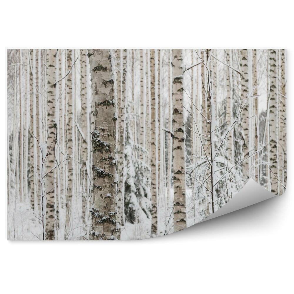 Fototapeta na stenu Zimný brezový les