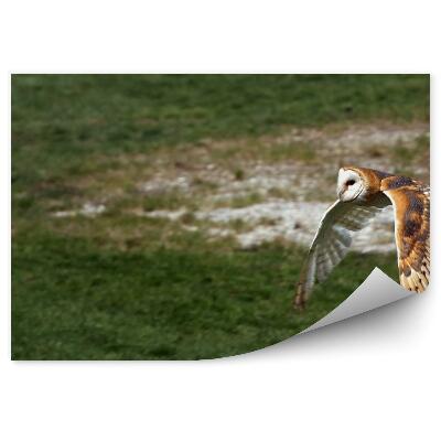 Fototapeta na stenu Sova snežná v lete