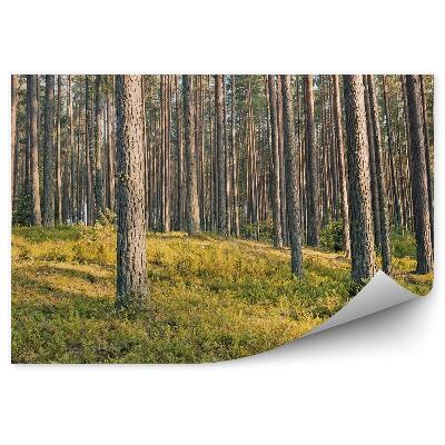 Fototapeta na stenu Trávy ihličnatých lesov