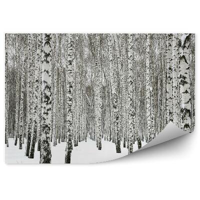 Fototapeta Zimný brezový les