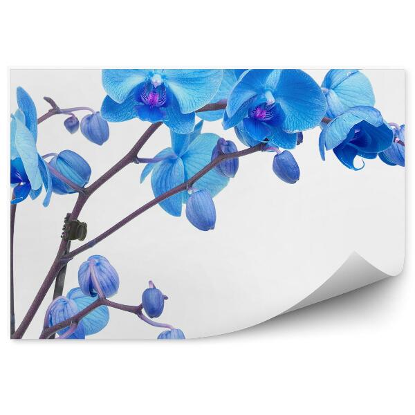Fototapeta na stenu Modrý Kvet Orchidey