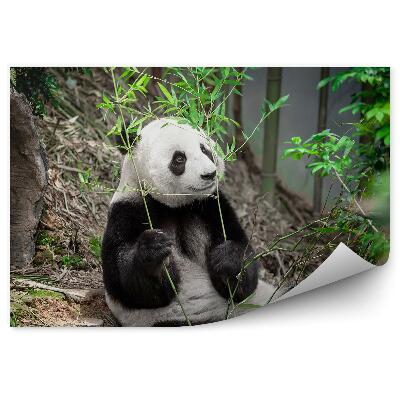 Fototapeta Panda držiaca bambusové listy