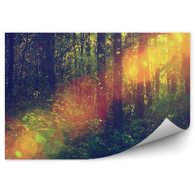 Fototapeta na stenu Listnatý les východ slnka
