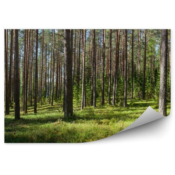 Fototapeta na stenu Letná lesná panoráma