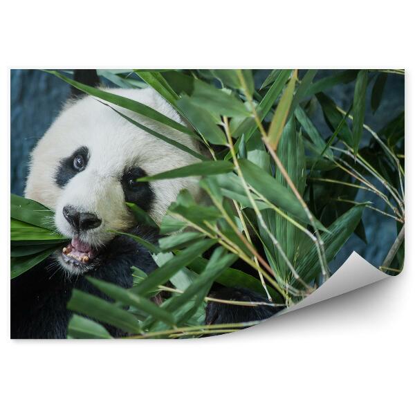 Fototapeta na stenu Panda obhrýzajúca bambusové listy