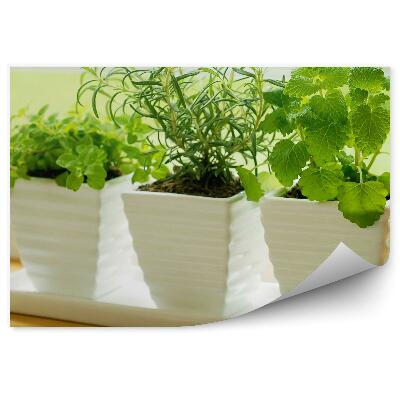 Fototapeta Keramické kvetináče čerstvé bylinky parapet okno