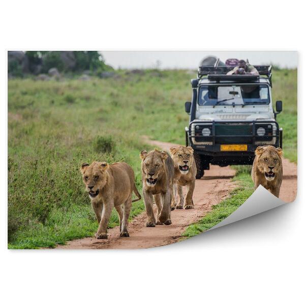 Fototapeta na stenu Zelená Príroda Safari Zvieratá Levy