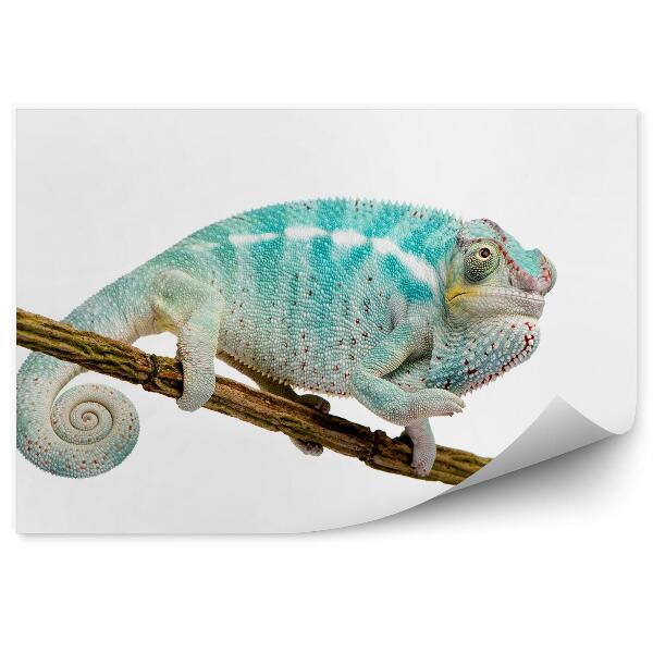 Fototapeta na stenu Mladý chameleón na vetvičke na bielom pozadí