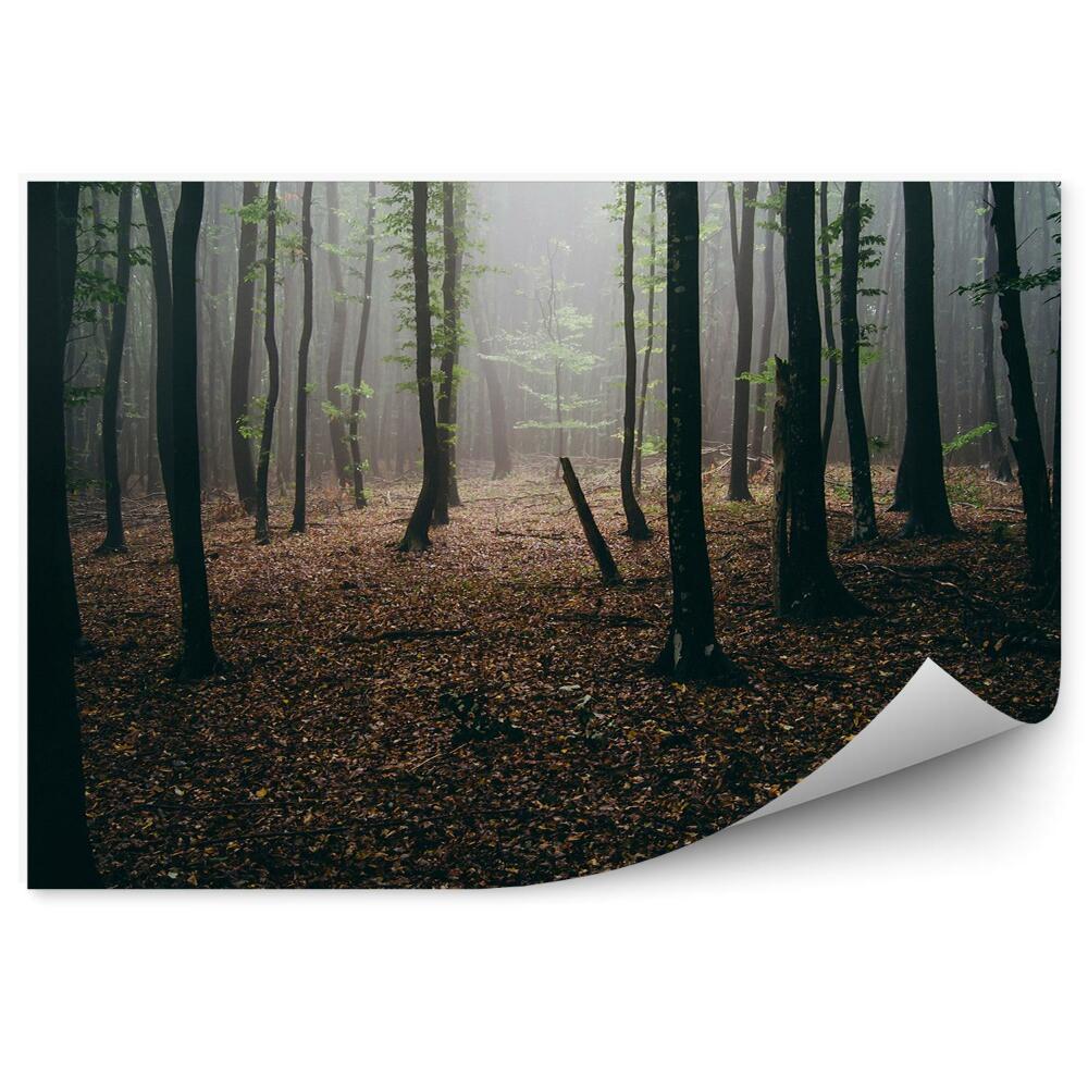 Fototapeta na stenu Jesenné lesné lístie