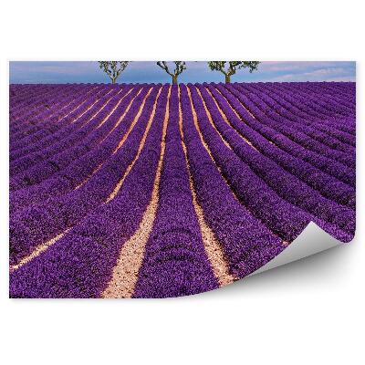 Fototapeta na stenu Levanduľové Pole Obloha Oblak Stromy