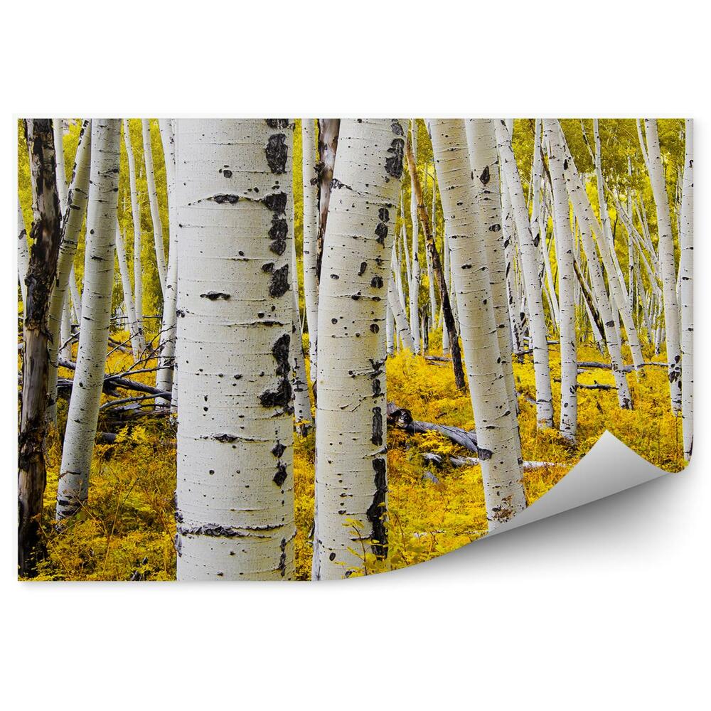 Fototapeta na stenu Biele stromy brezové topole