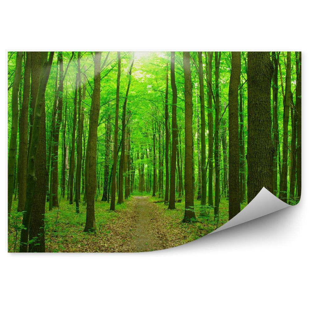 Fototapeta na stenu Listnatý les cesta kríky slnko