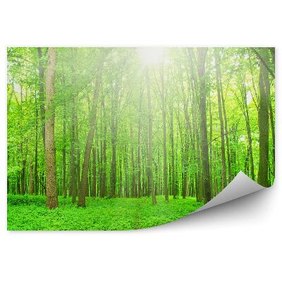 Fototapeta na stenu Listnatý les kríky