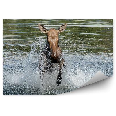 Fototapeta Los a striekajúca voda