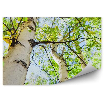 Fototapeta na stenu Brezový les