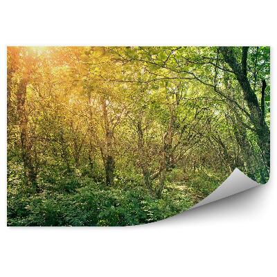 Fototapeta na stenu Cesta cez les kamene kríky príroda