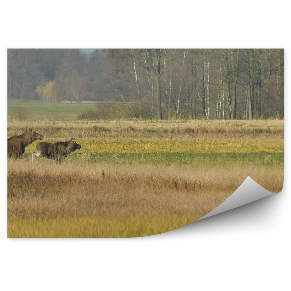 Fototapeta na stenu Lúka tráva lúka stromy jeseň