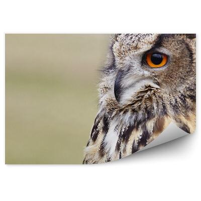 Fototapeta Sova zblízka