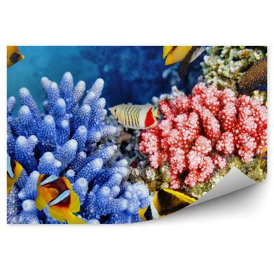 Fototapeta Ryby medzi koralmi