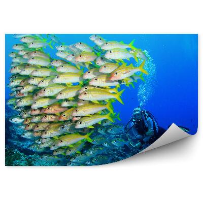 Fototapeta na stenu Húf rýb a potápač