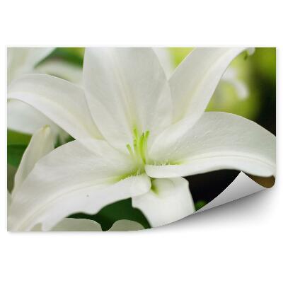 Fototapeta na stenu Biele Ľalie Zelené Listy Rastliny