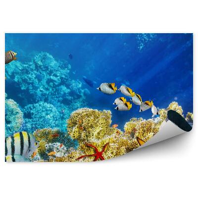 Fototapeta Podvodný svet