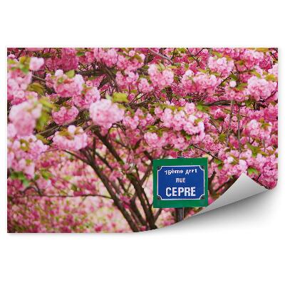 Fototapeta Pouličná Značka Paríž Čerešňový Kvet Strom