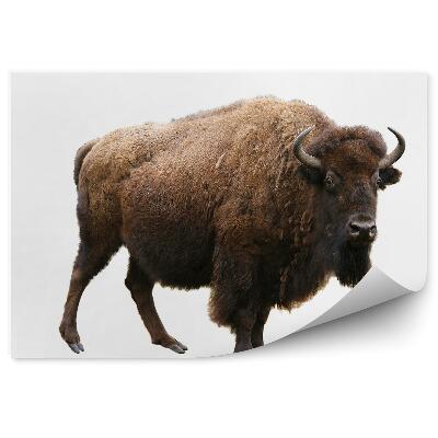 Fototapeta Zubor európsky na bielom pozadí