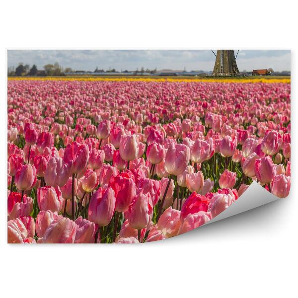 Fototapeta na stenu Ružové Tulipány Veterné Mlyny Obloha Mraky Holandsko