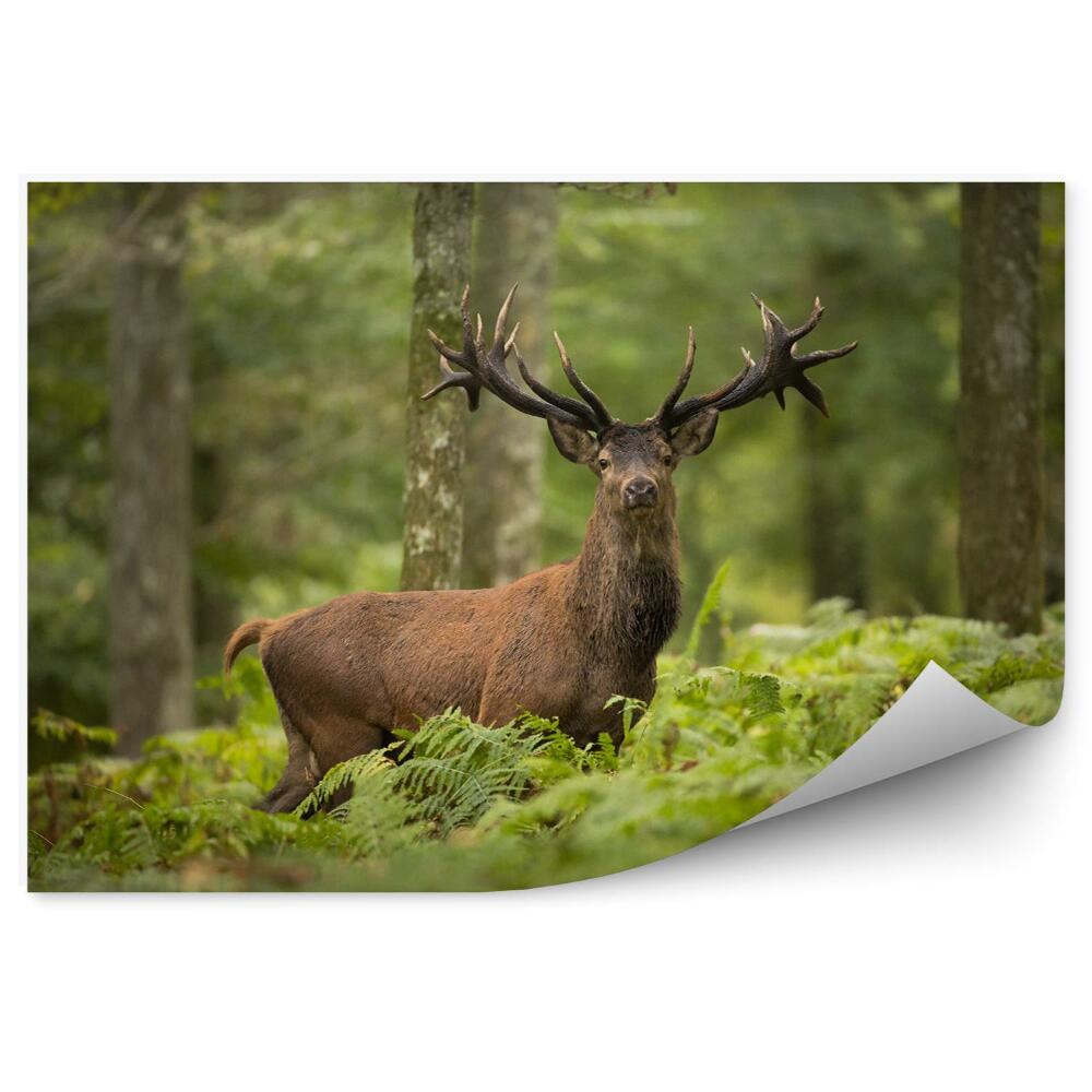 Fototapeta na stenu Jeleň v lese