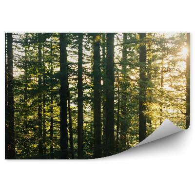 Fototapeta Borovicový les slnko