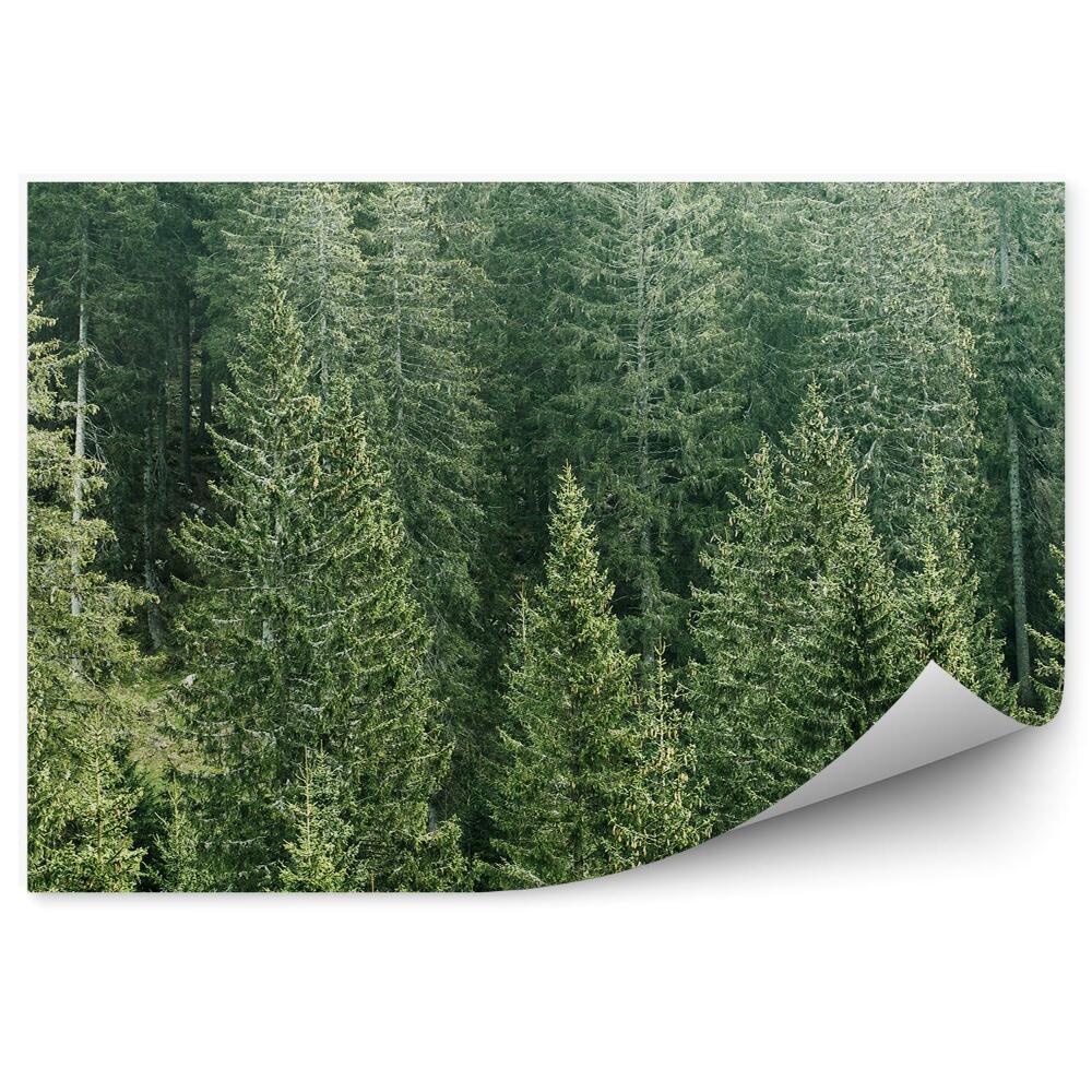 Fototapeta Pohľad na ihličnaté lesy