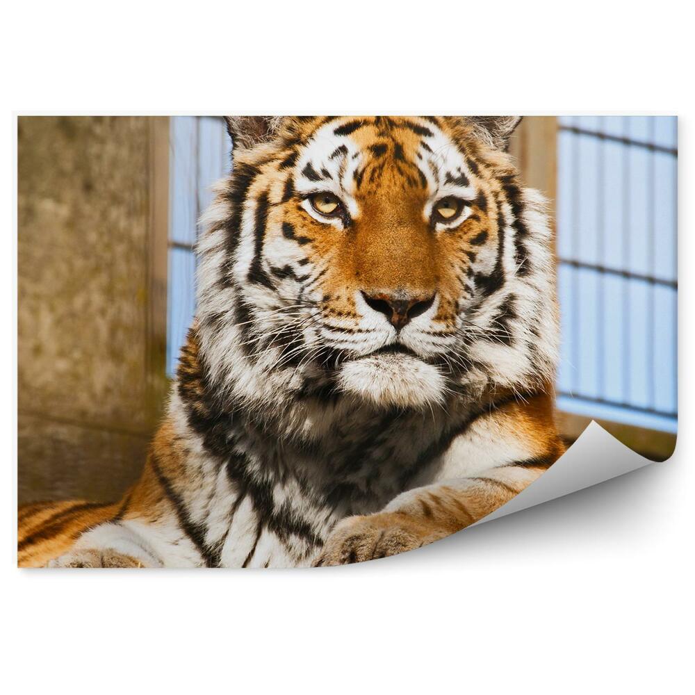 Fototapeta na stenu Tiger v zoo
