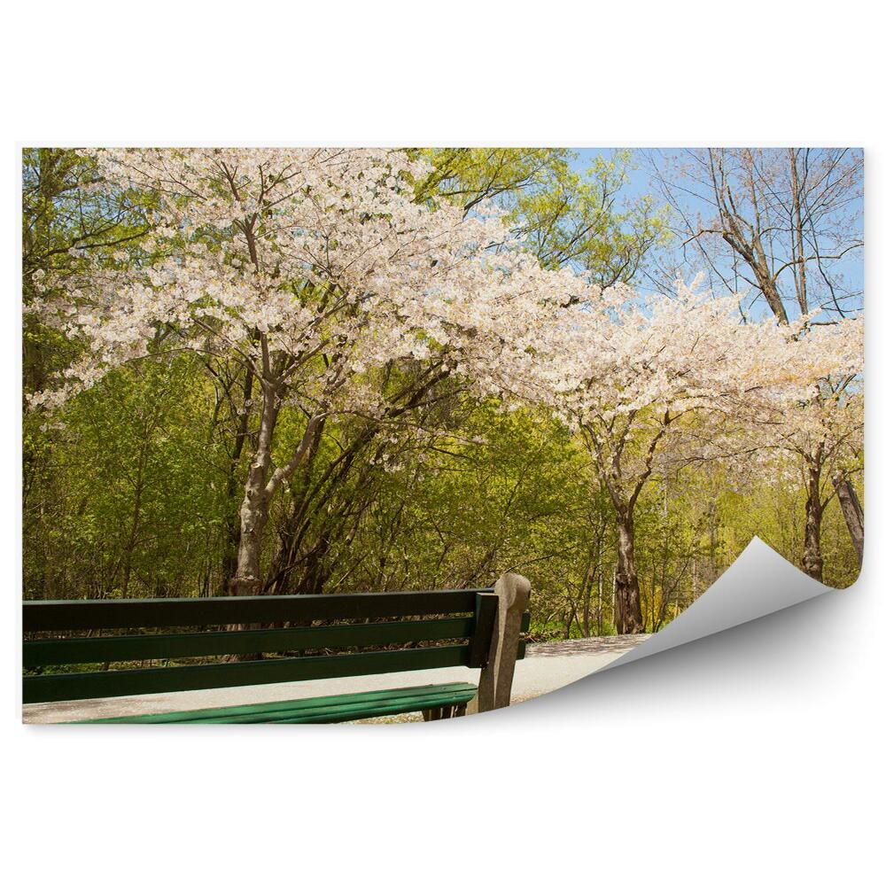 Fototapeta na stenu Čerešňové Kvety Tráva Aleja Lavička Obloha