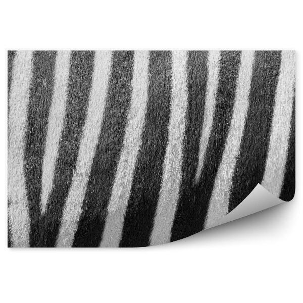 Fototapeta na stenu Zebra kožušina čierne a biele pruhy lesklé